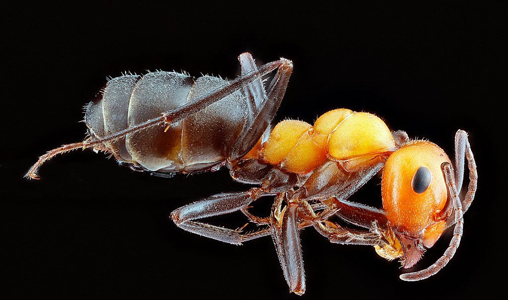 Ant Control service in Richmond, CA
