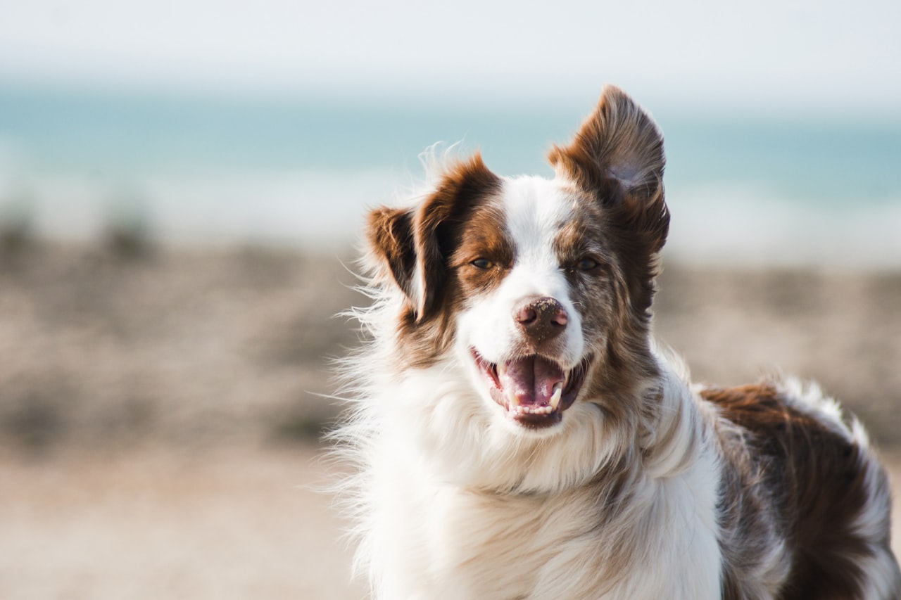 Flea & Tick Control service in Richmond, CA