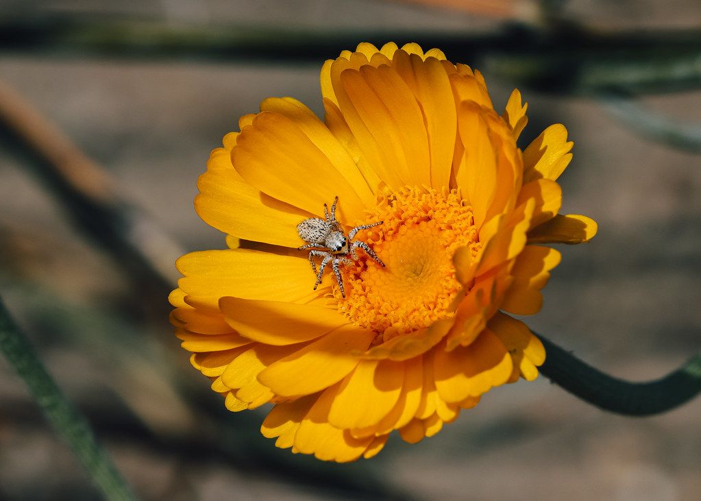 Spider Control service in Richmond, CA